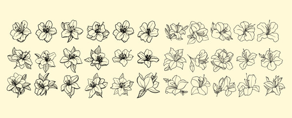 Elegant botanical vector elements and hand-drawn Azalea flowers in black line art for modern wedding logos, branding, and stationery, greenery illustrations, floral vector design.