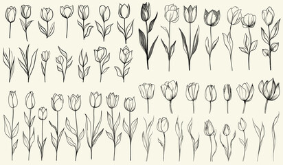 Hand drawn greenery, minimalist wedding decor with stylized black line art tulips, feminine botanical floral branch for modern invitations, chic event branding, elegant decor, floral logos,