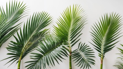 Green tropical palm leaves arranged against a simple background with Copy Space for text placement