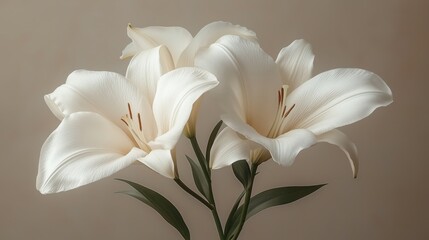 Elegant white lilies in bloom against a soft beige background, capturing their delicate, graceful beauty. © umut hasanoglu