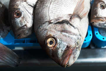 Fresh fish on display at a seafood market, arranged on a blue plastic tray with ice. The close-up shot highlights their natural texture, shiny scales, and clear eyes, emphasizing freshness