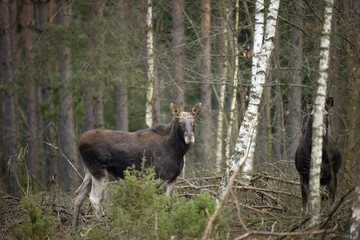 Mammals male bull Moose ( Alces alces ) North part of Poland, Europe dark foggy morning in winter...