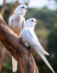 pajaros periquito macho y hembra sobre un arbol mirando el bosque