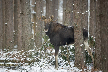 Mammals male bull Moose ( Alces alces ) North part of Poland, Europe dark foggy morning in winter...