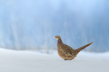 female Common pheasant Phasianus colchius Ring-necked pheasant in natural habitat, winter snowy meadow background, grassland