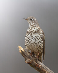 Bird - Mistle Trush Turdus viscivorus autumn time Poland Europe