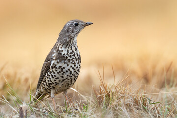 Bird - Mistle Thrush Turdus viscivorus autumn time Poland Europe