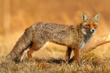 Mammals - portrait Red Fox Vulpes vulpes in autumn scenery, Poland Europe, animal walking among autumn meadow hunting time