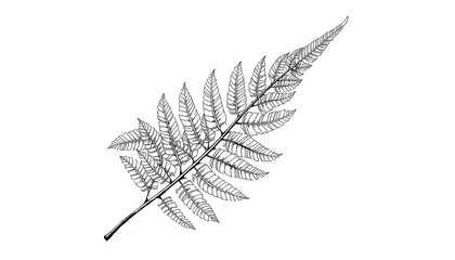 Obraz premium Fern Hand Drawn Monochrome on white background transparent 2