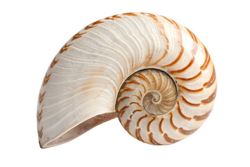 sea shell isolated on a white background