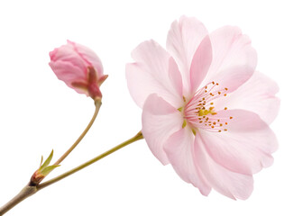 Obraz premium sakura flower on pure white background