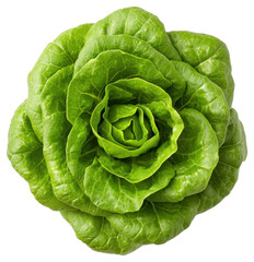 Obraz premium Overhead View of Fresh Green Butter Lettuce Head on Transparent Background