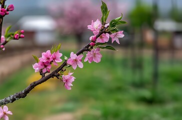 Delicate Pink Blossom Branches Gracefully Framing a Lush Green Landscape Under Soft Natural Light
