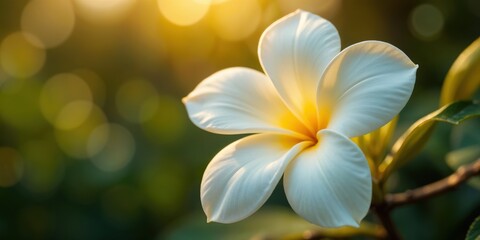 "Delicate Plumeria Bloom in Golden Light"