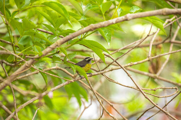 Coereba flaveola mielero comun little black gray and yellow bird in Lima Peru perching