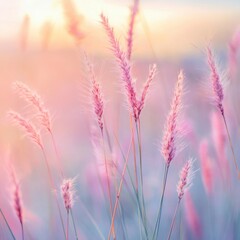 Fototapeta premium Beautiful pink grass flower in the field with sunset, Nature soft light blur filter and vintage tone, Selective focus.