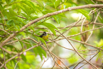 Coereba flaveola mielero comun little black gray and yellow bird in Lima Peru perching