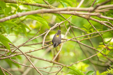Coereba flaveola mielero comun little black gray and yellow bird in Lima Peru perching