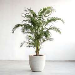 Fototapeta premium Potted Palm Tree on a Minimalist Background Isolated on white Background