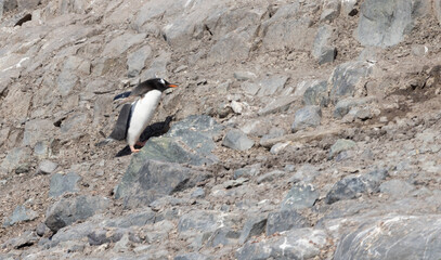 Penguins in Antarctica
