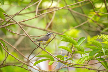 Coereba flaveola mielero comun little black gray and yellow bird in Lima Peru perching