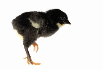 Profile view of a black chick with a fluffy appearance, bright eyes, and orange legs against a white background