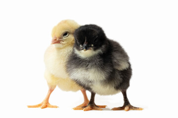 Fototapeta premium A yellow chick and a black chick with a grey underbelly standing closely, with the black chick looking slightly upward.