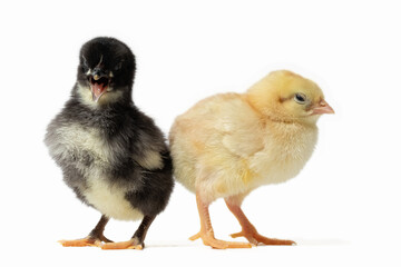A portrait of a yellow and a black chick standing together, the yellow chick is in the foreground looking to the side.