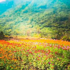 Erfurt, Germany - European townscape