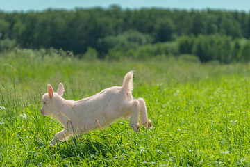 The white goat is trotting through the green field with trees in the distance.