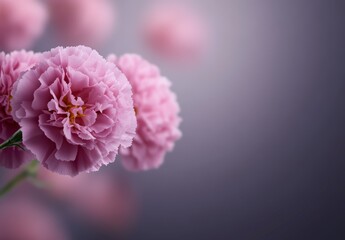 Obraz premium Soft Pink Carnations with Delicate Petals on a Subtle Gradient Background for Floral Design Inspiration