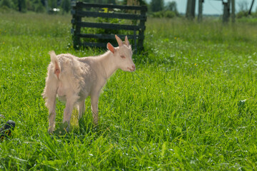 A white goat standing in a green field with ears back.