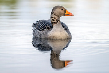 Greylag goose portrait, close up