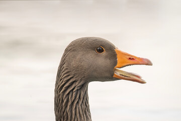 Greylag goose portrait, close up