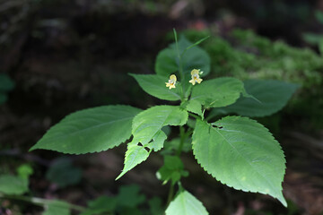 Small balsam, Impatiens parviflora, also known as Smallflower touchmenot, wild plant from Finland