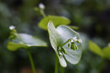 Claytonia perfoliata, commonly known as miner's lettuce, rooreh, Indian lettuce, or winter purslane, flowering plant from Finland