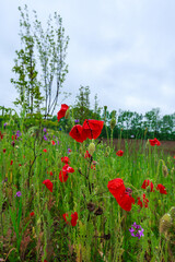 Blooming red poppies, Flowers and Herbs under rain, Robbinsville, New Jersey, USA
