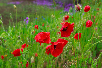 Blooming red poppies, Flowers and Herbs under rain, Robbinsville, New Jersey, USA