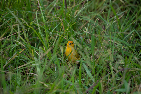 Sicalis flaveola boton de oro little yellow bird in park in Lima Peru