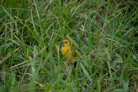 Sicalis flaveola boton de oro little yellow bird in park in Lima Peru