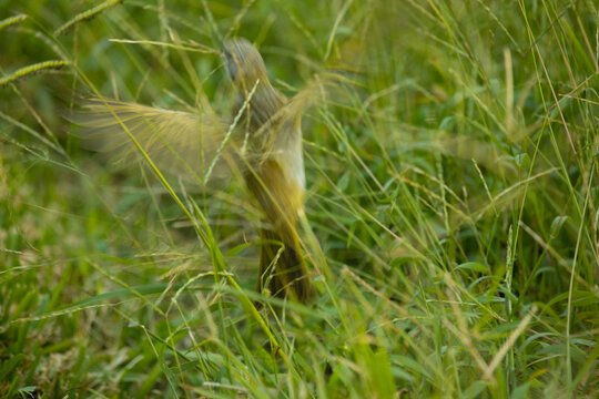 Sicalis flaveola boton de oro little yellow bird in park in Lima Peru