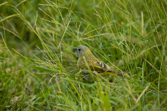 Sicalis flaveola boton de oro little yellow bird in park in Lima Peru