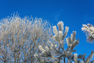 Frosted branches of trees on a background of blue sky