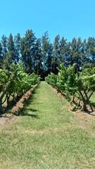 Naklejka premium Camino de viñedo de vid