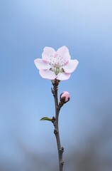 Delicate Pink Flower Blossom Against Clear Blue Sky with Soft Focus Effect