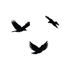 Bird silhouette