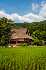 世界遺産　白川村（白川郷） 6月初夏の花と田園風景
