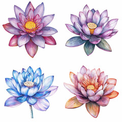 Obraz premium Watercolor floral beauty lotus flowers translate background art botanical serene environment aesthetic viewpoint