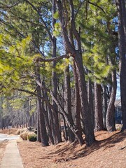 Tall pine trees sway gently along a peaceful path under the clear blue sky in a serene forest landscape during midday