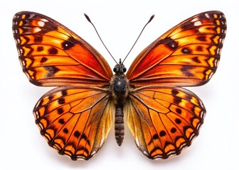 Vibrant Orange and Black Butterfly Isolated on White Background - Stock Photo